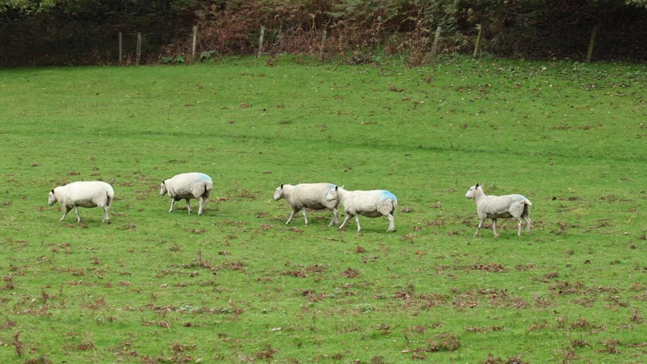 A small flock of sheep walking through a field in early Autumn. Staffordshire. UK