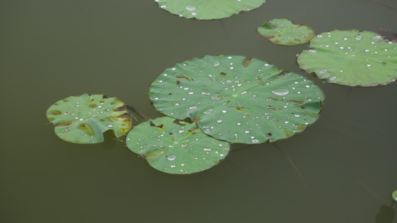 Lotus leaves, Nelumbo nucifera, rain water droplets, pond environment