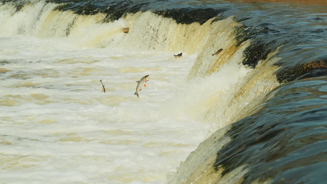 Elegantly flying fish defy river currents in Latvia's iconic Kuldīga waterfall