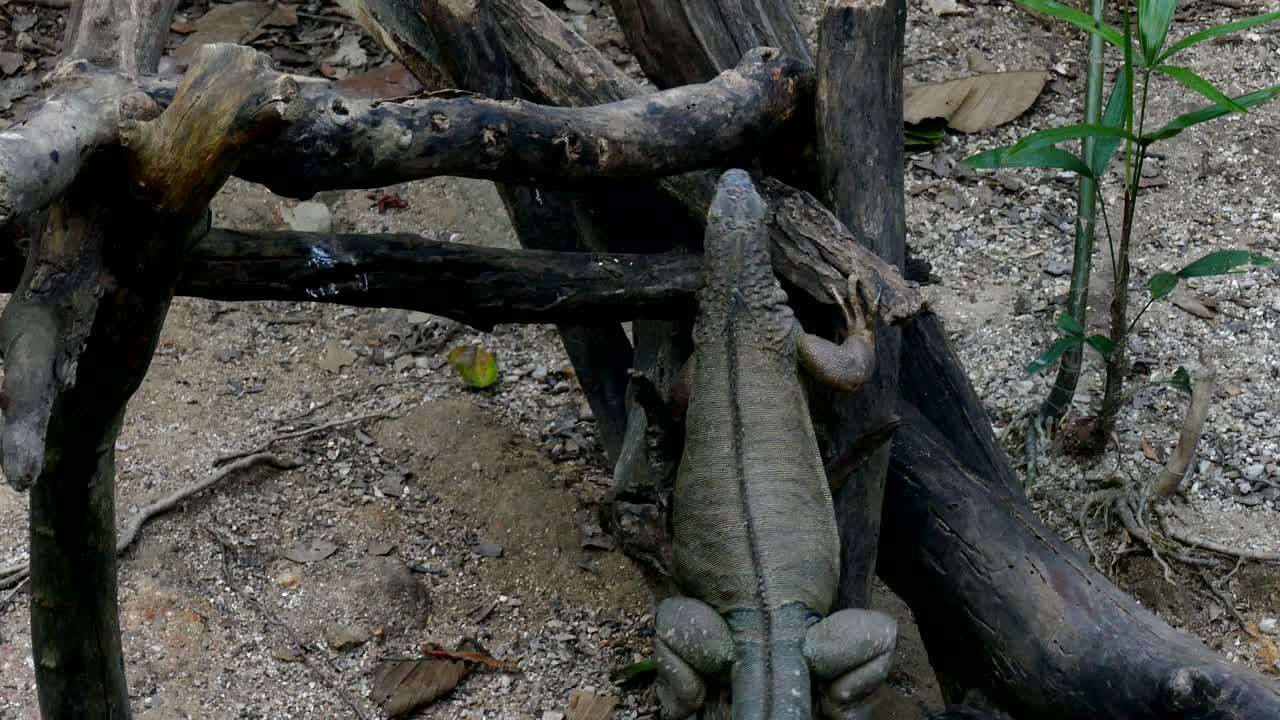 игуана поднимается на ветвь