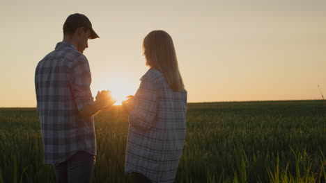 two farmers work in a wheat field where the sun rises. use a tablet