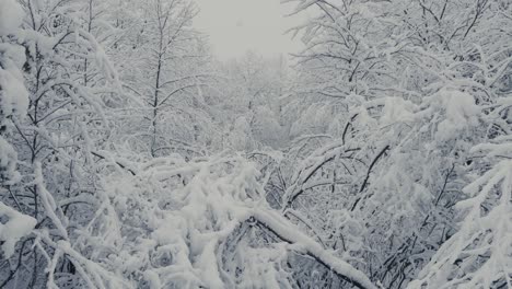 snow-covered forest in a winterly atmosphere. close-up shot