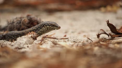 Skink-Fressende-Termiten-Werden-Gebissen,-Zittern-Vor-Schmerz-Mit-Dem-Bein