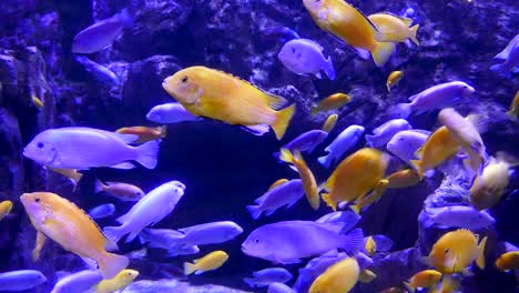 Peces-De-Colores-En-El-Acuario