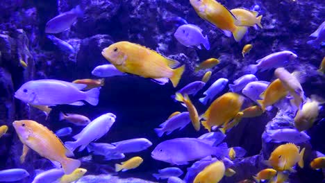 peces de colores en el acuario