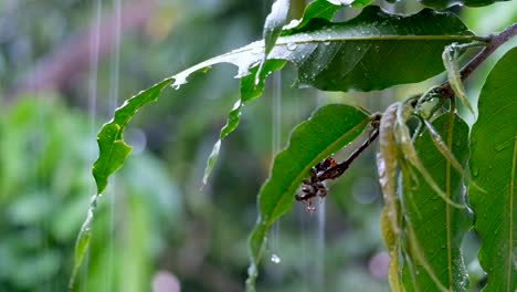 La-Hoja-Verde-De-Una-Planta-Con-Gotas-De-Agua-Durante-La-Lluvia-En-Un-Jardín-Tropical,-Cerca-De-Plantas-Y-Gotas-De-Lluvia