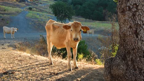 4k vaca solitaria debajo de un árbol en un camino de grava de rancho
