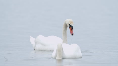 Wild-mute-swan-eating-grass-underwater-closeup-in-overcast-day