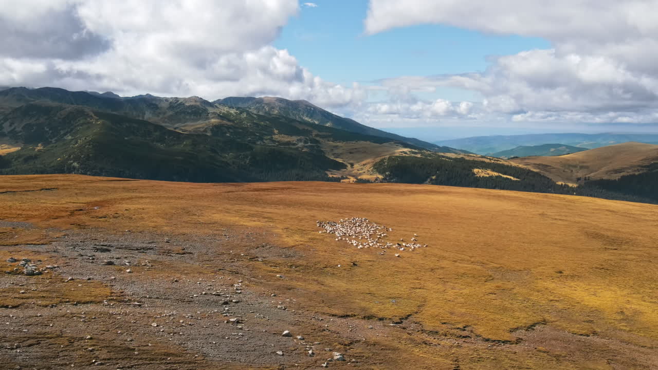 Aerial drone view of nature in Romania. Carpathian mountains, a grazing flock of sheep