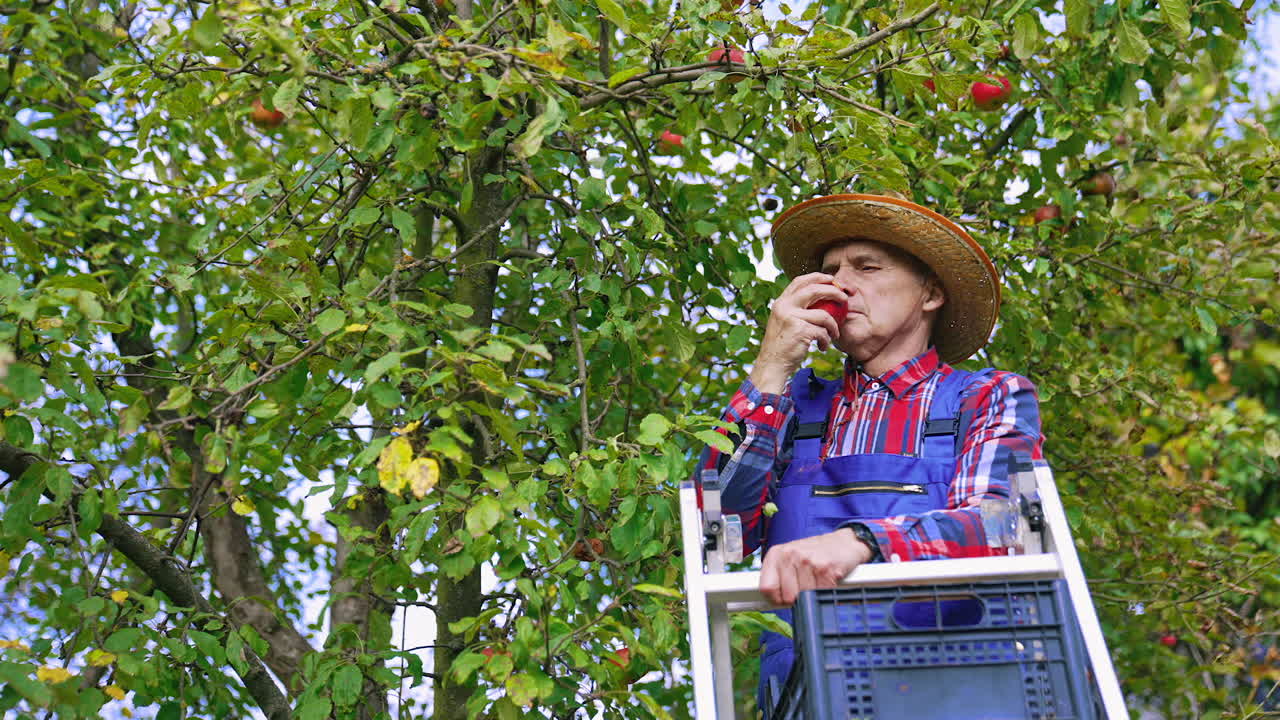 Farming agricultural industry in orchard. Professional farmer harvesting apples from the tree.