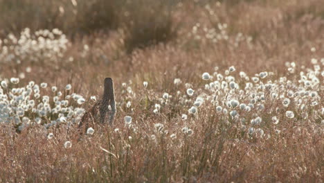 Eurasischer-Brachvogel-Zwischen-Wollgras,-Das-Vom-Warmen-Abendlicht-Hinterleuchtet-Wird