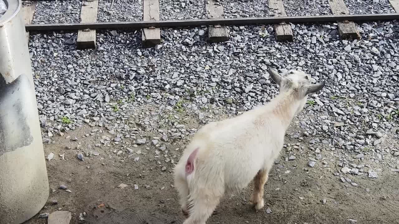 농장에서의 염소