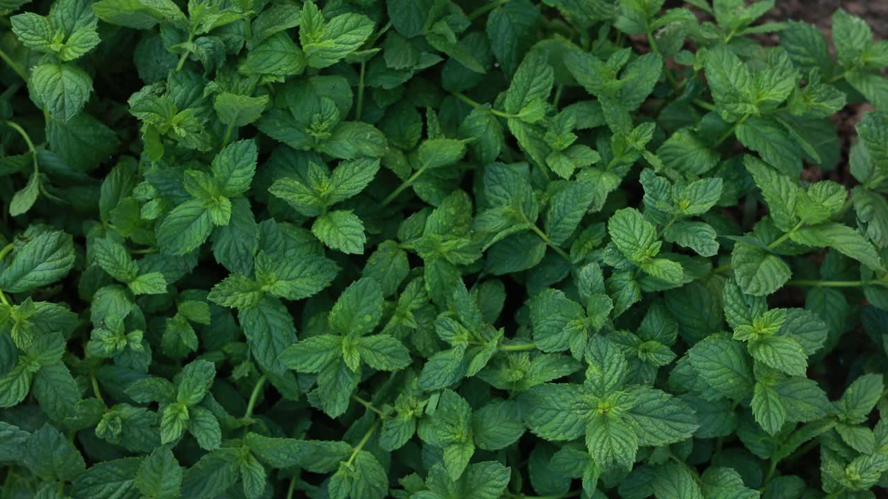 primer plano de hojas de menta frescas