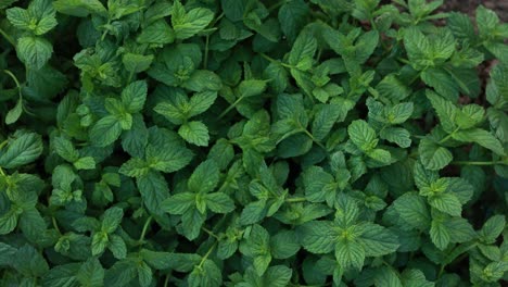 close-up of fresh mint leaves