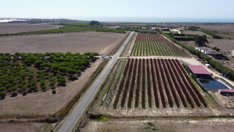 Luftaufnahme-Von-Autos,-Die-Auf-Einer-Landstraße-Fahren,-Die-An-Einer-Roten-Protea-Blumenplantage-Vorbeifährt