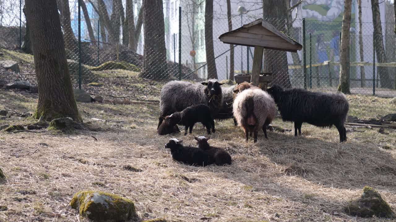 ovejas negras con corderos bebés comiendo heno de hierba seca del comedero - ovejas negras ovejas y carneros comiendo del comedero de heno de madera durante el día - toma telefoto de animales en la granja