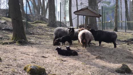 black sheep with baby lambs eating dry grass hay from trough - black sheep ewe and ram eating from wooden hay trough during day - telephoto shot of animals at the farm