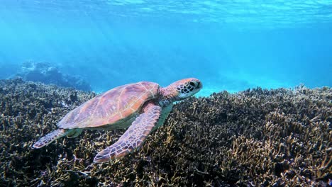 closeup of a sea turtle swimming under the tropical blue sea - underwater, side view