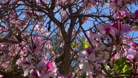 Flores-De-Color-Rosa-Magnolia-En-El-árbol-Y-Bengalas-Solares