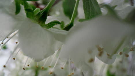 Nahaufnahme-Von-Kirschblüten-Auf-Einem-Blühenden-Ast.-Bezaubernde-Kirschbaumblüten