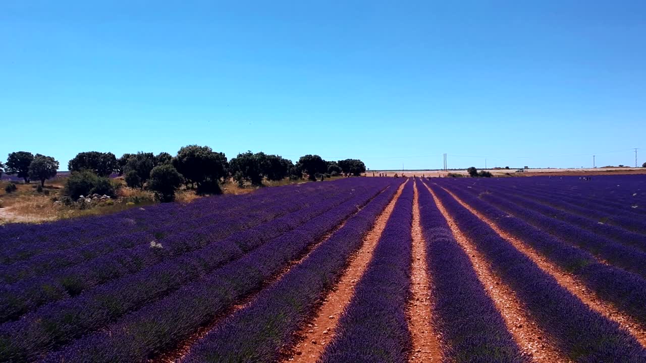 toma aérea de una lavanda púrpura y vibrante