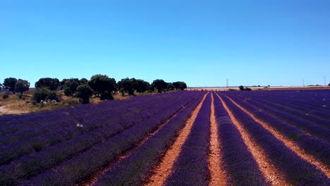 Aerial-shot-of-a-vibrant-and-purple-lavender