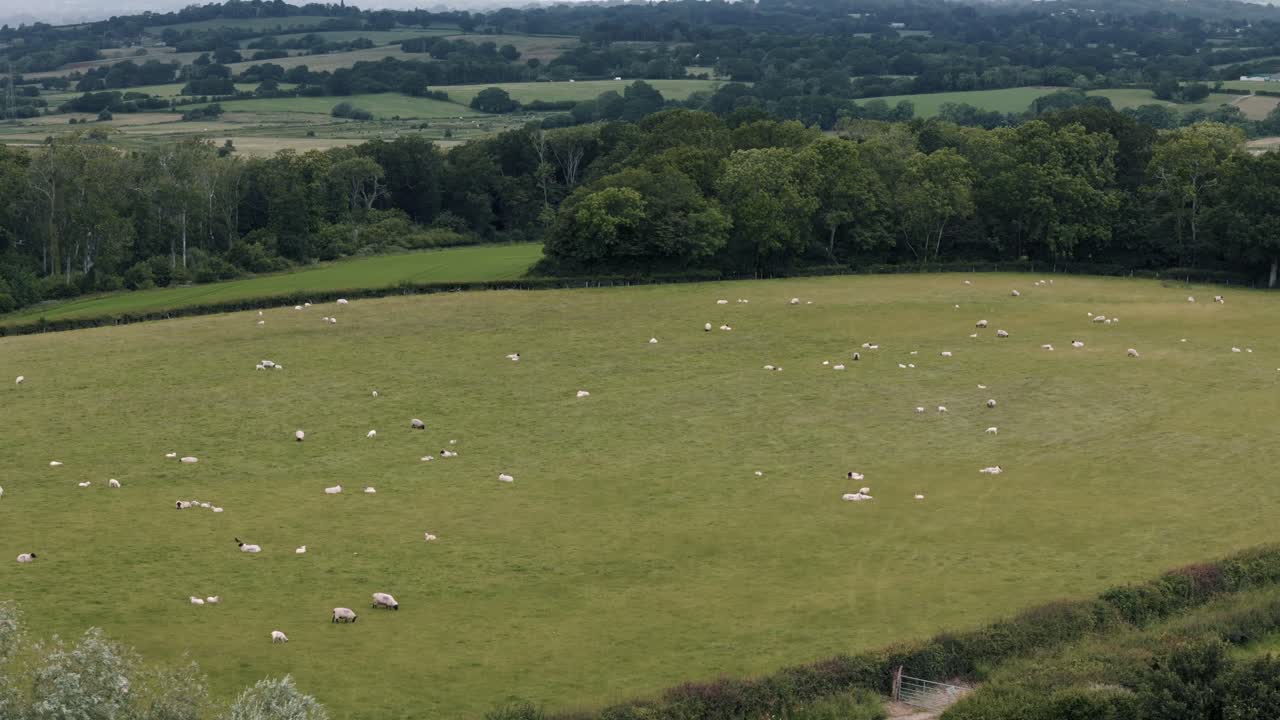 영국 시골의 푸른 양를 향해 내려가는 접근