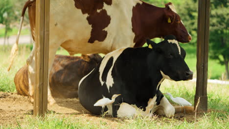 Tierras-De-Cultivo-De-Anseong-Vacas-Lecheras-Descansando-Bajo-Un-Cobertizo-En-Un-Campo-Mientras-Las-Garcetas-Bueyeras-Occidentales-Atrapan-Insectos-Que-Molestan-A-Los-Animales