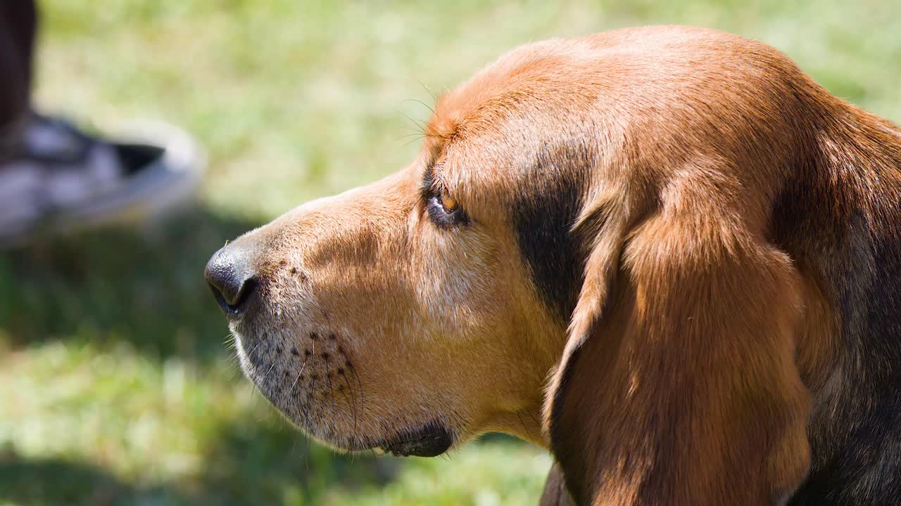 Beagle dog calmly watching surroundings on sunny grass field, side profile, natural daylight, steady camera