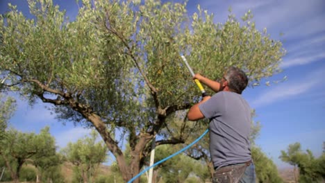 farmer harvesting olives using electric rake