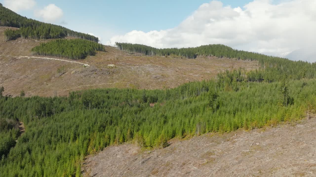 cortes en los bosques del noroeste del pacífico en columbia británica canadá