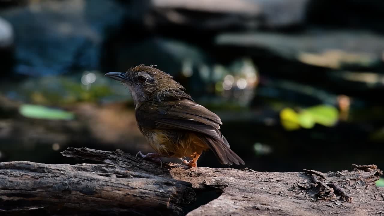 аббатский баблер встречается в гималаях до южной азии и юго-восточной азии