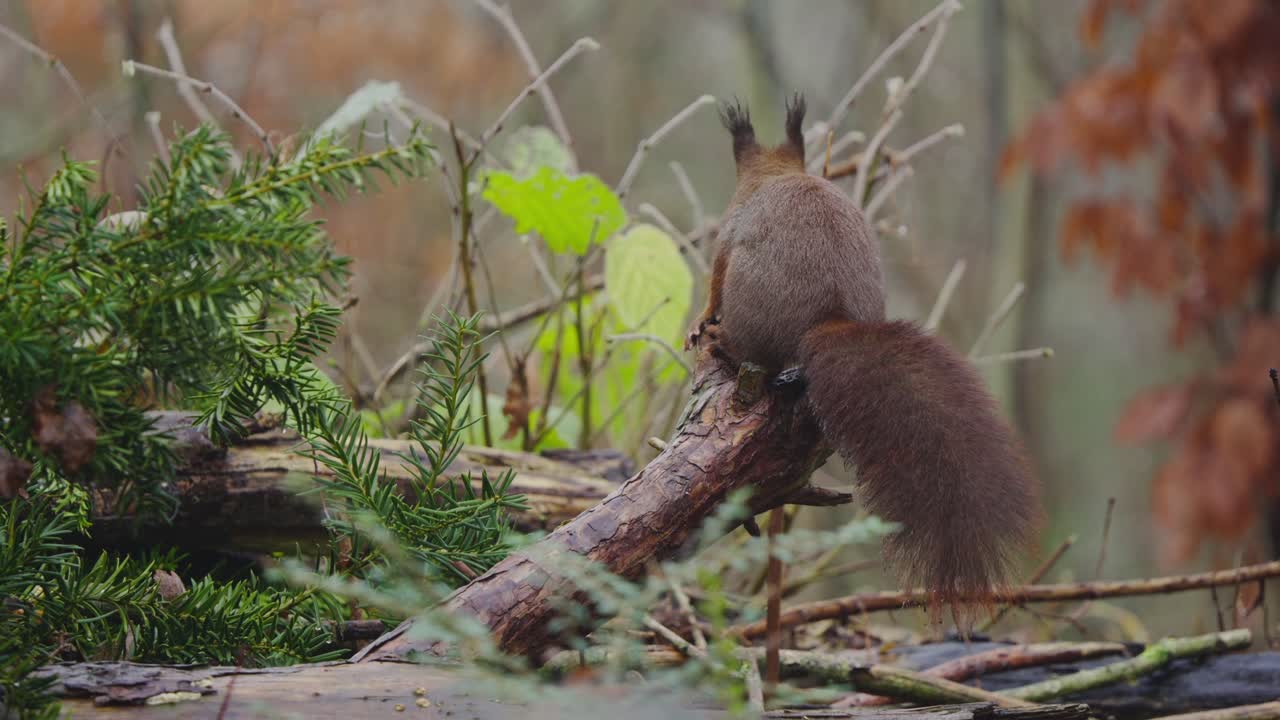 Red squirrel Sciurus vulgaris climbing low branch slowly in soft forest light