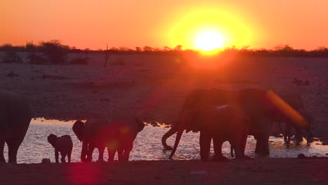 thirsty african elephants arrive at a watering hole at dusk in golden sunset light and bathe and drink at etosha national park namibia 2