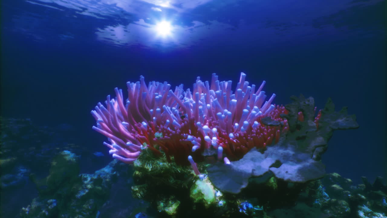 Colorful coral reef thriving in crystal clear underwater environment
