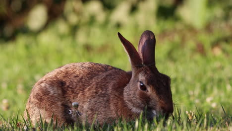 Ein-Wildes-Baumwollschwanzkaninchen,-Das-Im-Grünen-Gras-Weidet