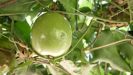 asian gourd hang on tree, close up