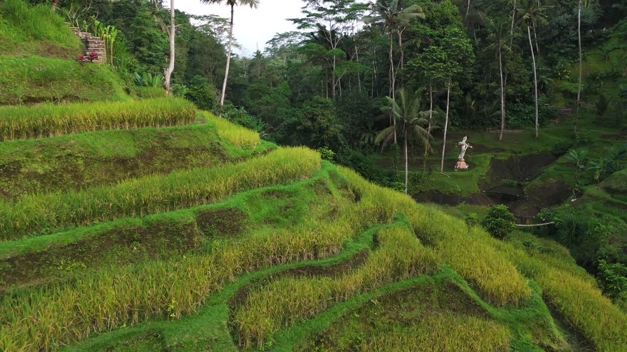 Aerial View Of Green Rice Paddy Field Terrace, Tegalalang Rice Terrace Bali Indonesia
