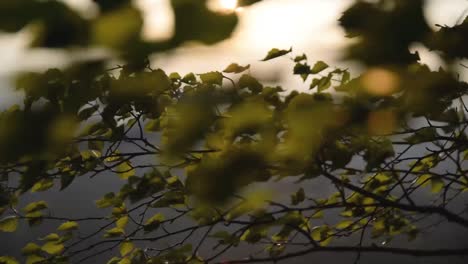 Branches with leaves flying in wind in sunrise light close up