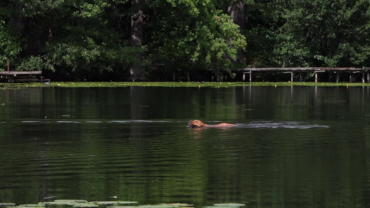 A Dog swimming to retrieve a stick in a lake on a warm Summers day. UK