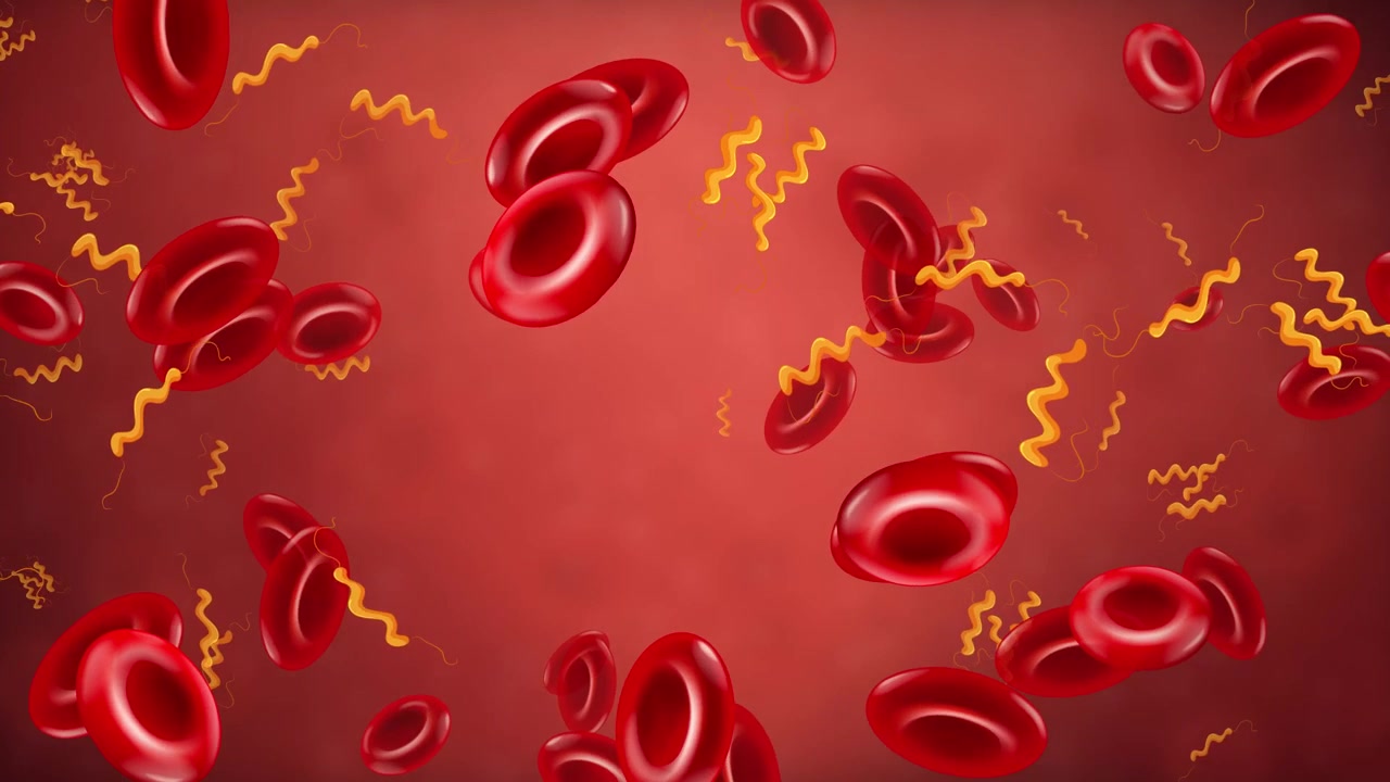 Globuli rossi animati e batteri a spirale che si muovono orizzontalmente su uno sfondo microscopico rosso