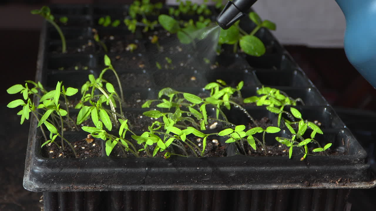 손으로 을 뿌리는 것