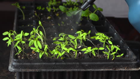 hand spraying the shoots of seedlings