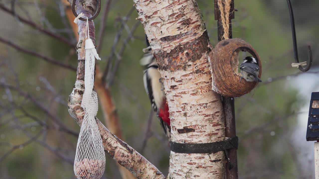 pájaro carpintero rojo con alimentador al aire libre en el fondo de la naturaleza