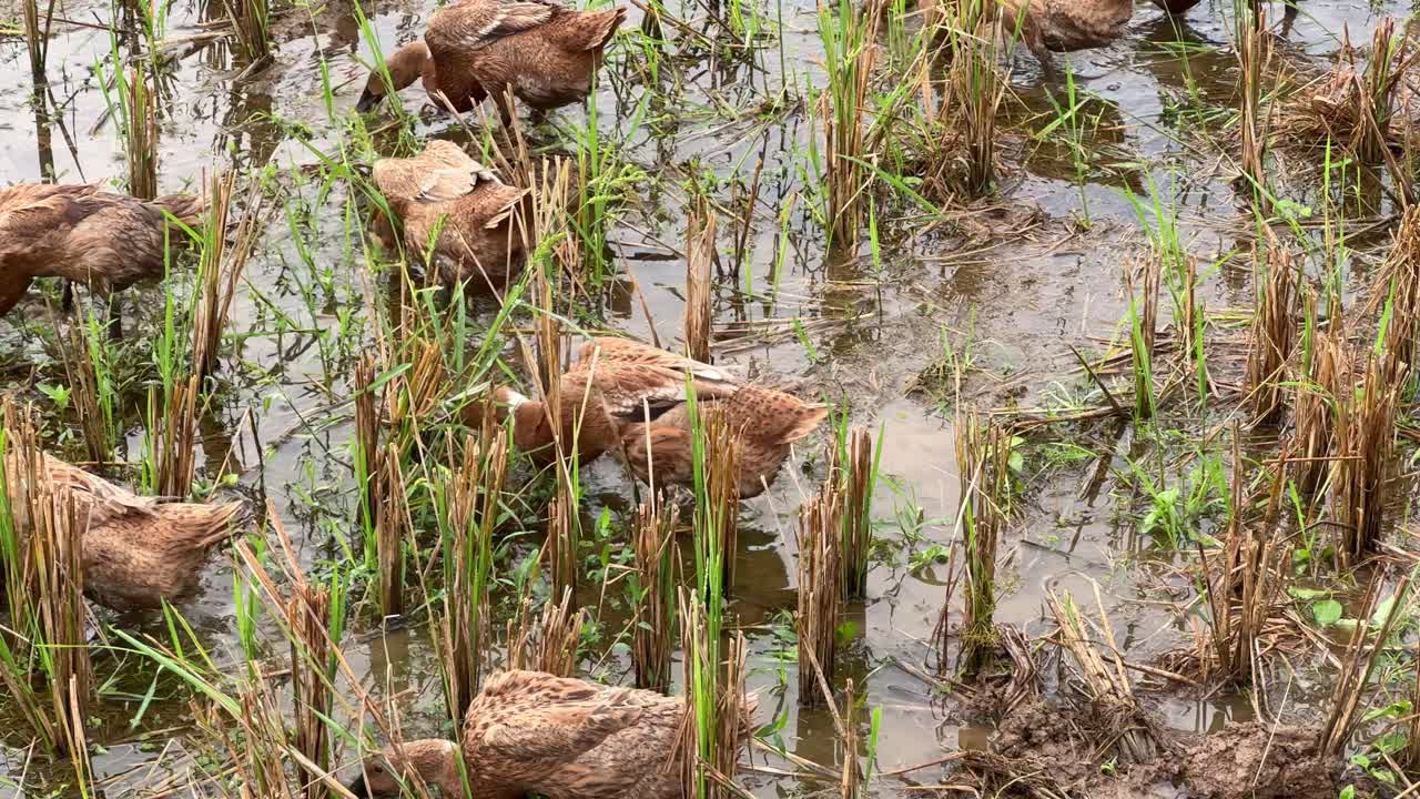 Brown ducks searches for food in a wet rice paddy after harvest. Surrounded by cut rice stalks and shallow water, this footage captures a peaceful moment in rural farm life