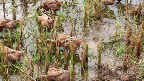 brown ducks searches for food in a wet rice paddy after harvest. surrounded by cut rice stalks and shallow water, this footage captures a peaceful moment in rural farm life