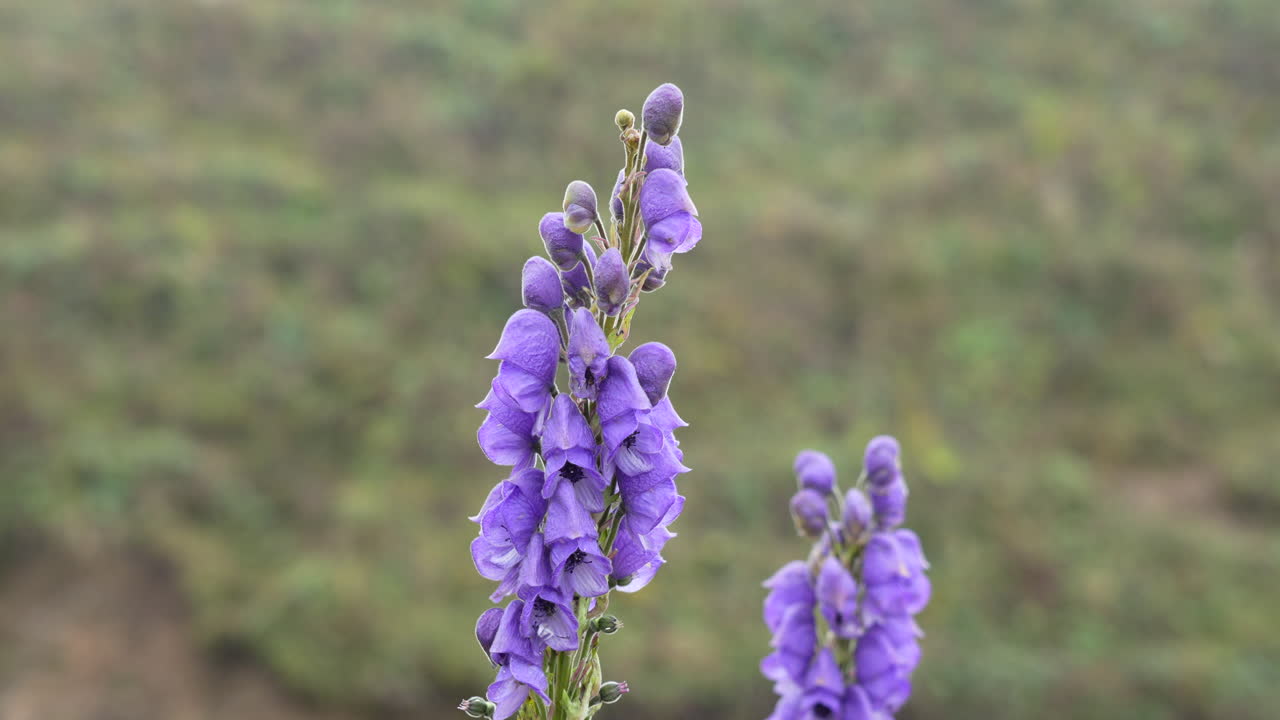 hermosas flores de capucha púrpura en las montañas del himalaya en un día de otoño frío y brumoso