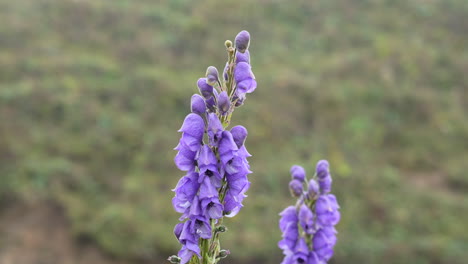 Wunderschöne-Lila-Eisenhutblüten-Im-Himalaya-Gebirge-An-Einem-Kühlen-Und-Nebligen-Herbsttag