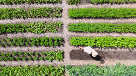 Female-gardener-prepping-garden-bed-for-new-crop,-top-down-aerial-riser