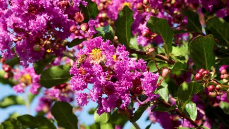 bee pollinating vibrant inthanin flowers in turin